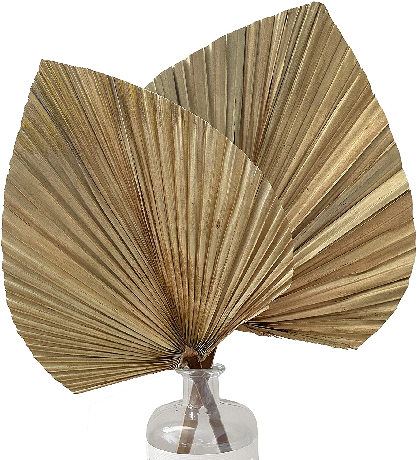 You are currently viewing Palm Leaves